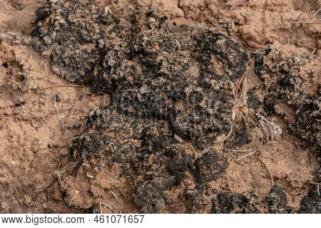 Thick Desert Crust On The Desert Floor In Canyonlands National Park