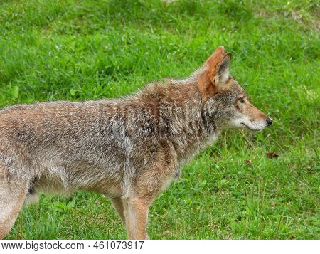 Coyote At Parc Omega In Montreal, Canada