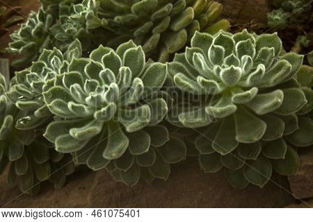 The Plush Plant (echeveria Leucotricha, Echeveria Pulvinata).