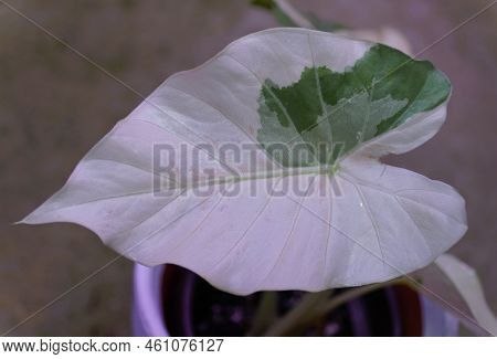 Close Up Of The Beautiful Variegated Leaf Of Alocasia Odora
