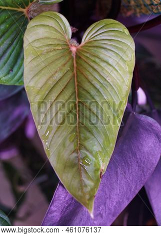 Close Up Of A Beautiful Green Leaf Of Philodendron Serpens, A Rare Tropical Plant