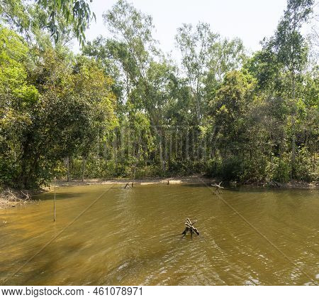 Man Made Reservoir Environmental Conservation Helping Native Species To Recover By Planting Native P