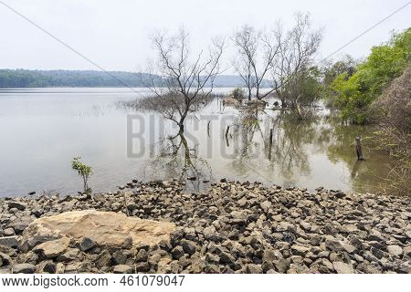 Man Made Reservoir Environmental Conservation Helping Native Species To Recover By Planting Native P