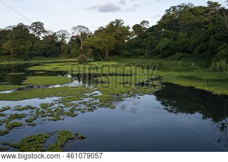 Man Made Reservoir Environmental Conservation Helping Native Species To Recover By Planting Native P