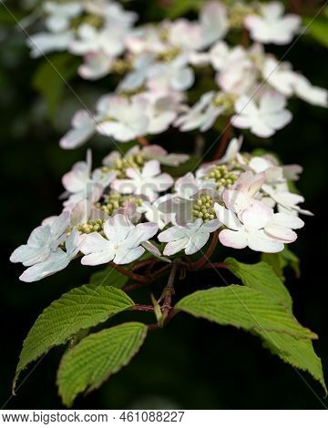 Japanese Snowball (viburnum Plicatum), Close Up Of The Flower Head