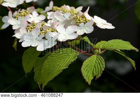 Japanese Snowball (viburnum Plicatum), Close Up Of The Flower Head