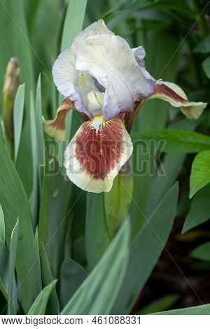 German Iris (iris Barbata-nana), Close Up Of The Flower Head