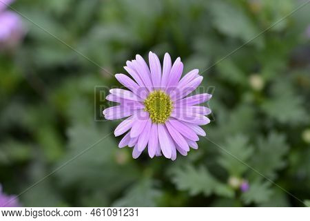 Swan River Daisy Fresco Candy Pink Flower