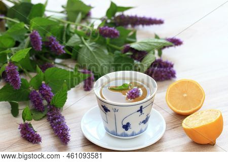 Herbal Tea From Medicinal Herb Agastache Foeniculum, Also Called  Giant Hyssop Or Indian Mint.  Arom