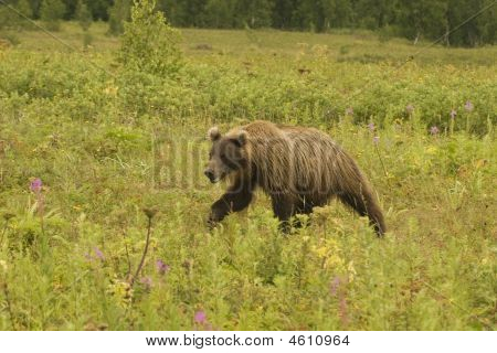 Medvěd hnědý (ursus Arctos Jeniseensis)