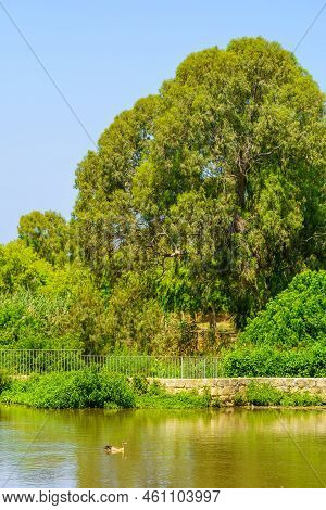View Of A Mallard On The Yarkon River, And Trees, In The Yarkon Park, Tel-aviv, Israel