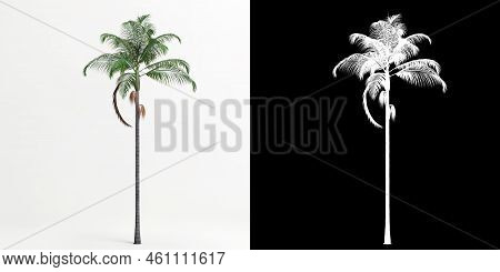 3d Illustration Of Archontophoenix Cunninghamiana Tree Isolated On White And Its Mask
