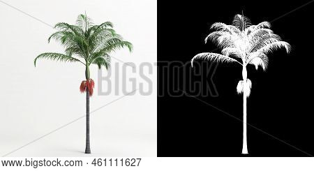 3d Illustration Of Archontophoenix Cunninghamiana Tree Isolated On White And Its Mask