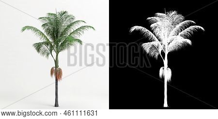 3d Illustration Of Archontophoenix Cunninghamiana Tree Isolated On White And Its Mask