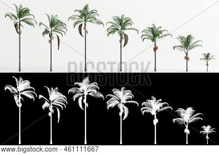 3d Illustration Of Set Archontophoenix Cunninghamiana Tree Isolated On White And Its Mask