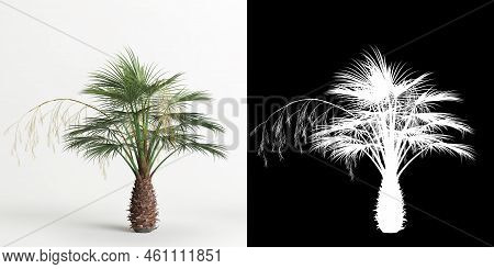 3d Illustration Of Brahea Armata Tree Isolated On White And Its Mask