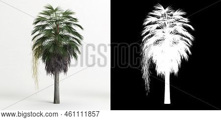 3d Illustration Of Brahea Armata Tree Isolated On White And Its Mask