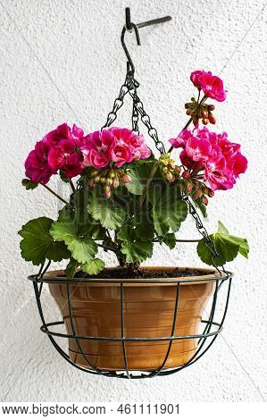 Beauty Lush Folliage Magenta Geranium In Hanging Flower Pot On White Wall Background