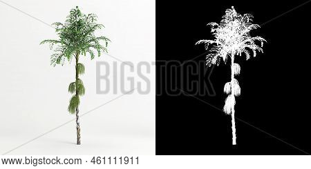 3d Illustration Of Caryota Mitis Tree Isolated On White And Its Mask