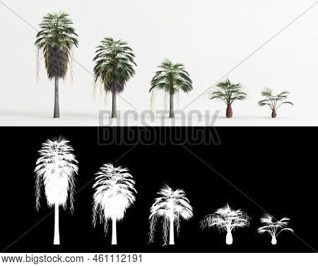 3d Illustration Of Set Brahea Armata Tree Isolated On White And Its Mask
