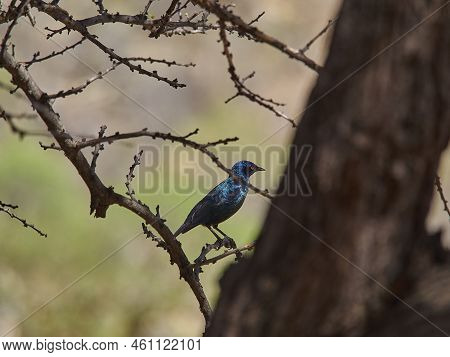 Lamprotornis A Large Glossy Starling, Sitting In A Mopane Tree In The African Savannah