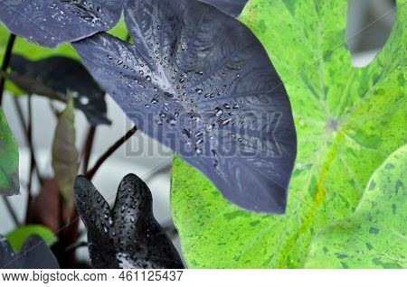 Colocasia Black Ripple , Colocasia Or Black Colocasia Plant And Colocasia Esculenta Or Colocasia Bla