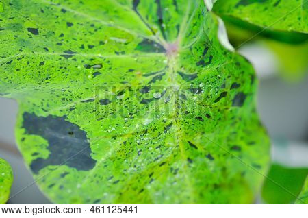 Colocasia Mojito , Mohito Or Colocasia Esculenta Mojito Or Elephant Ears Plant Or Bicolor Colocasia 