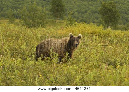 Medvěd hnědý (ursus Arctos Jeniseensis)