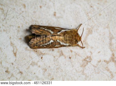 Close-up Of A Small Hop Rootworm. A Moth, Butterfly.