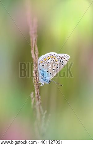 A Close-up Of A Blue Butterfly On A Grass Plant.