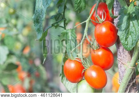Red Oval Tomatoes Ripen In A Bunch On The Stem Of A Tomato Bush