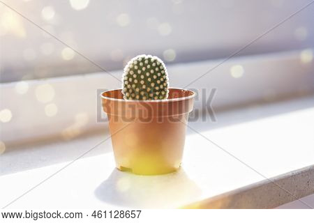 Young Opuntia Cactus In Small Pot On Windowsill And Sunshine And Bokeh.