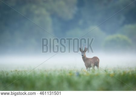 Roe Deer Observing On Glade In Fog With Copy Space