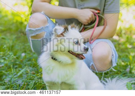 Fluffy White Dog Near With Unrecognizable Woman Squatting On Street. Half-breed Spitz Looking Around