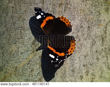 The Butterfly Of The Rusalka Admiral (vanessa Atalanta), Sitting On The Wall. A Colorful Butterfly S