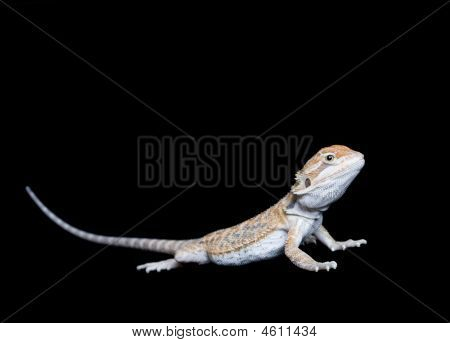 Baby Lizard barbuto