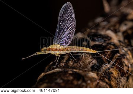 Adult Female Mayfly Insect