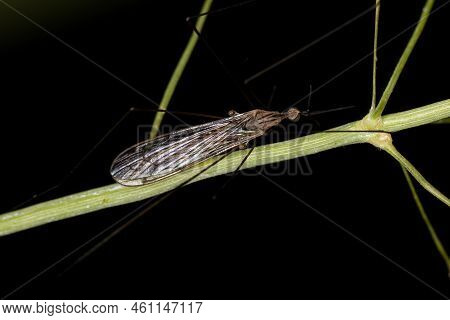 Adult Limoniid Crane Fly