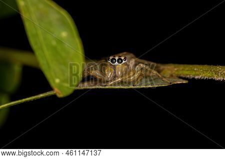 Small Male Jumping Spider