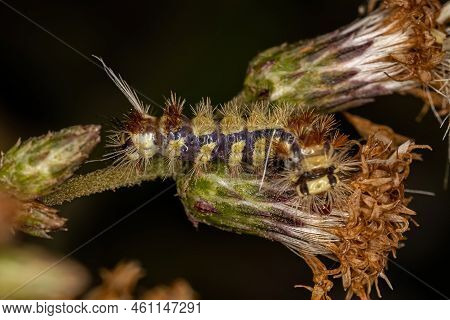 Small Tiger Moth Caterpillar