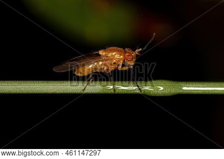 Adult Lauxaniid Fly