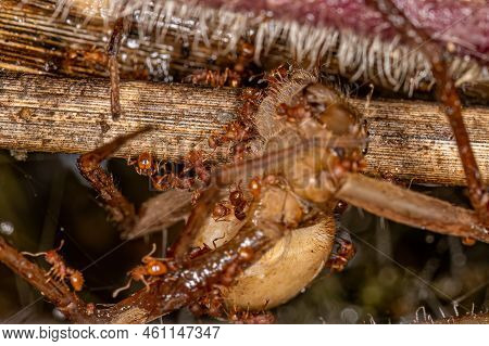 Adult Higher Myrmicine Ants Of The Genus Wasmannia On A Dragonfly