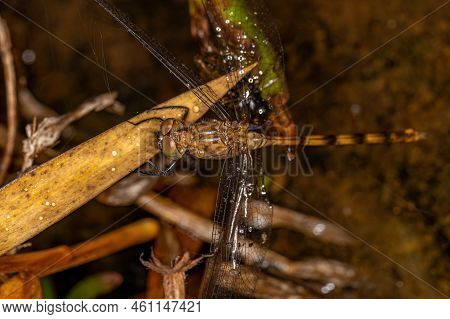 Adult Dragonfly Insect