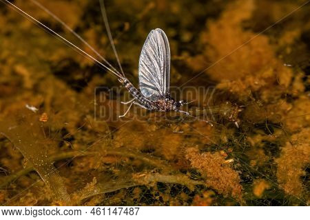 Small Adult Mayfly Of The Genus Traverhyphes