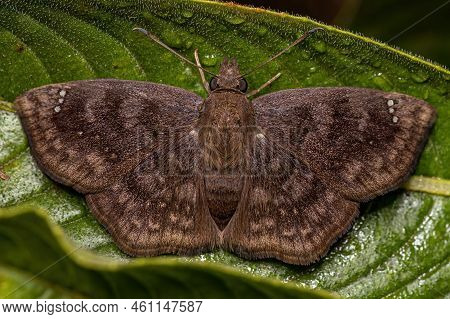 Adult Brown Moth Of The Genus Nisoniades