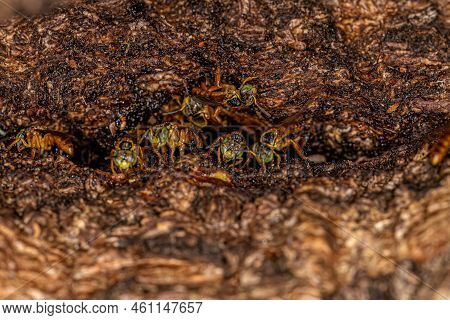 Adult Stingless Bee Of The Genus Tetragonisca