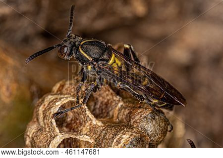 Adult Long-waisted Paper Wasp Of The Genus Mischocyttarus
