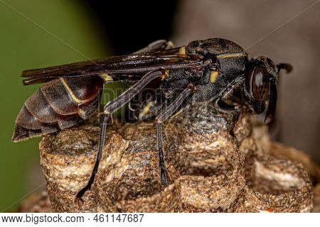 Adult Long-waisted Paper Wasp Of The Genus Mischocyttarus