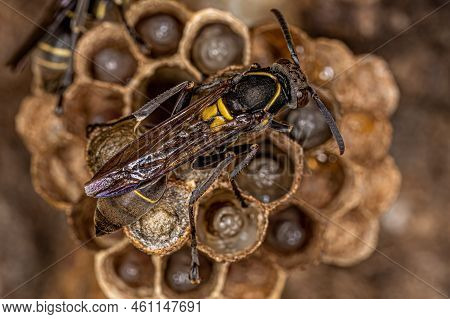Adult Long-waisted Paper Wasp Of The Genus Mischocyttarus