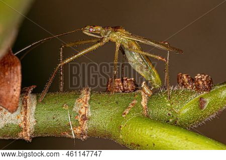 Adult Assassin Bug Of The Tribe Harpactorini In Oviposition Laying Eggs